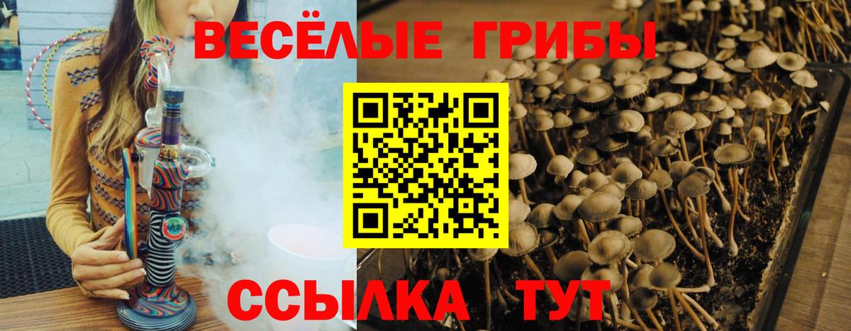 Псилоцибиновые грибы Psilocybe  Вход с VPN  Псилоцибиновые грибы MAGIC MUSHROOMS  Сертолово 